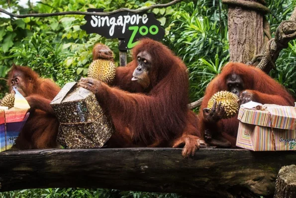 valisg vali sai gon valisg com sai gon suitcase luggage sai gon bai viet den singapore zoo